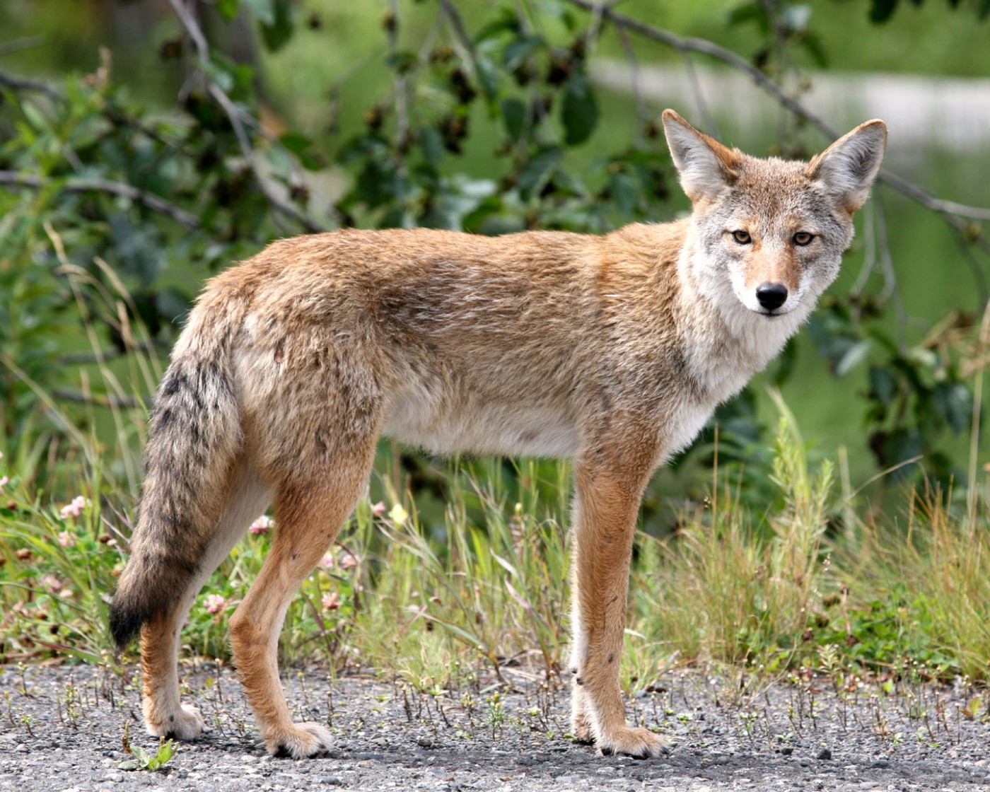 Have you seen coyotes in Knoxville?